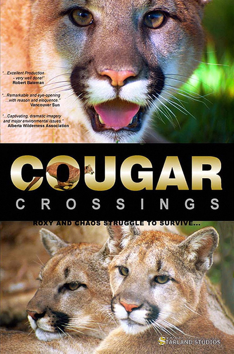 Cougar Crossing